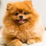 Pomeranians are strong-willed and confident. 