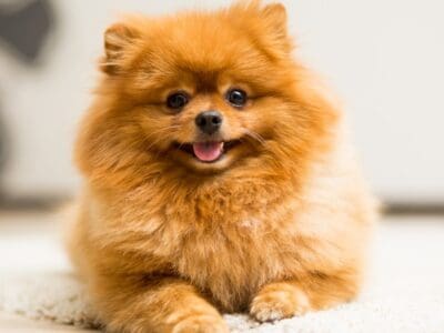 A 10 Incredible Pomeranian Facts