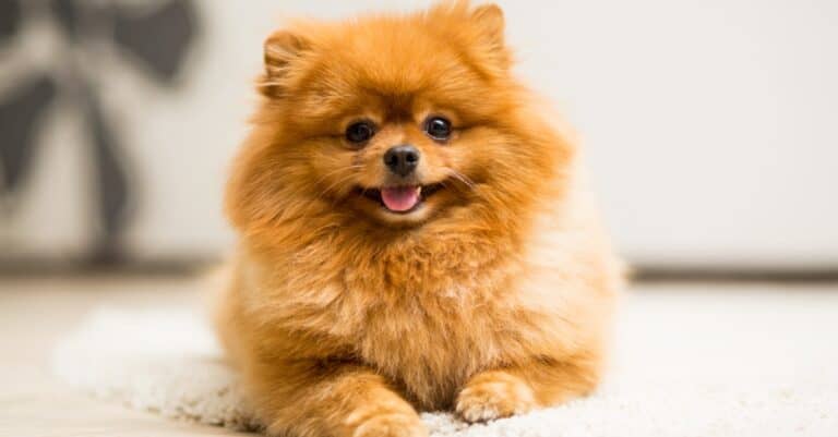 Pomeranian puppy laying on rug