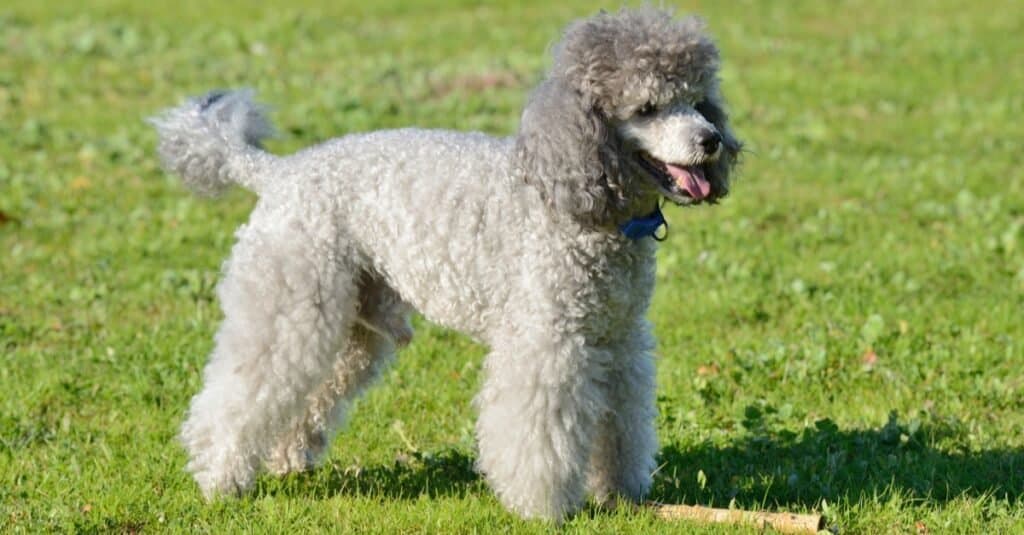 poodle vs goldendoodle