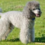 The Poodle is extremely smart, athletic, and highly trainable.