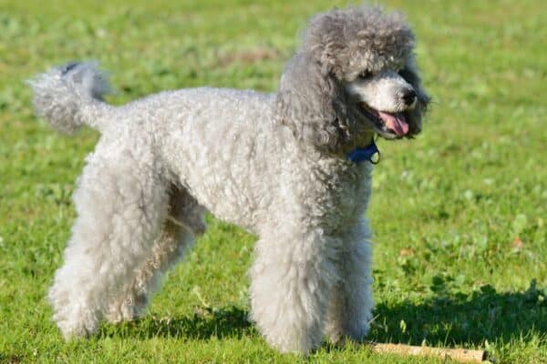 The Poodle is extremely smart, athletic, and highly trainable.