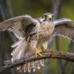 Prairie Falcon prepares for take-off from a branch with spread wings.