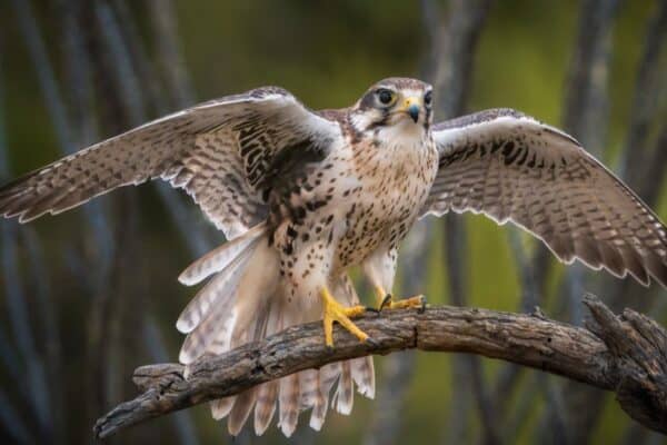 Prairie Falcon prepares for take-off from a branch with spread wings.