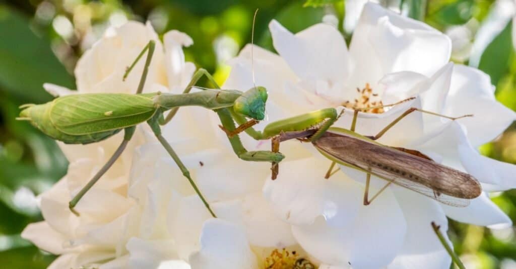 praying mantis bite