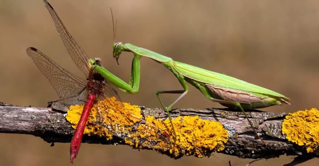 Do Praying Mantises Bite