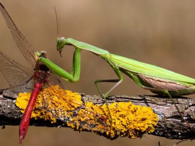 A Praying Mantis Quiz: What Do You Know?