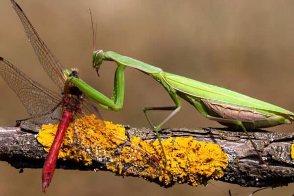 Green European mantis, Mantis religiosa, feeding on a red Dragonfly.