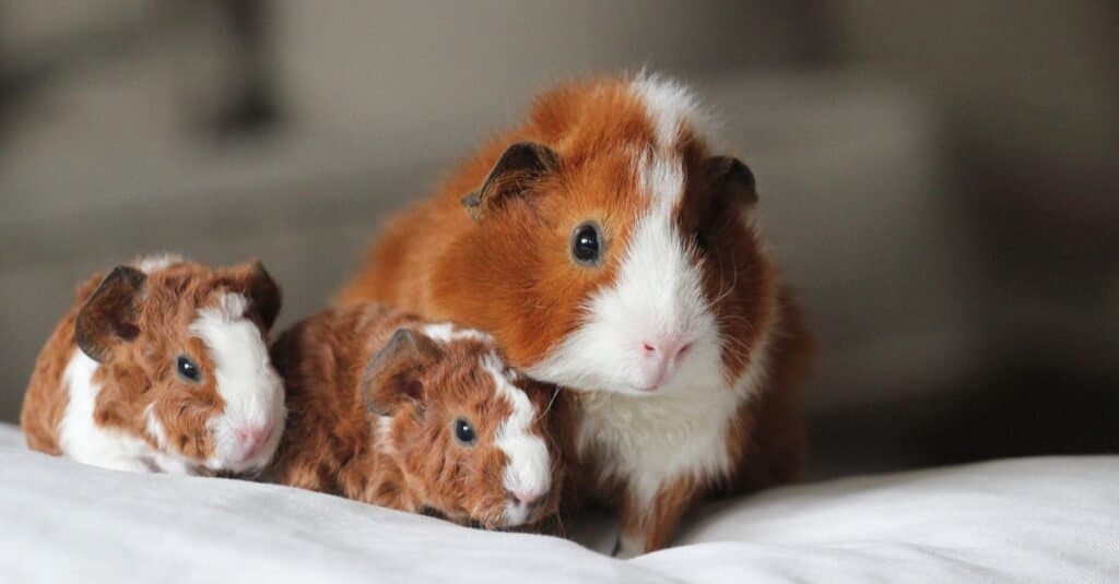 Pregnant Guinea Pigs