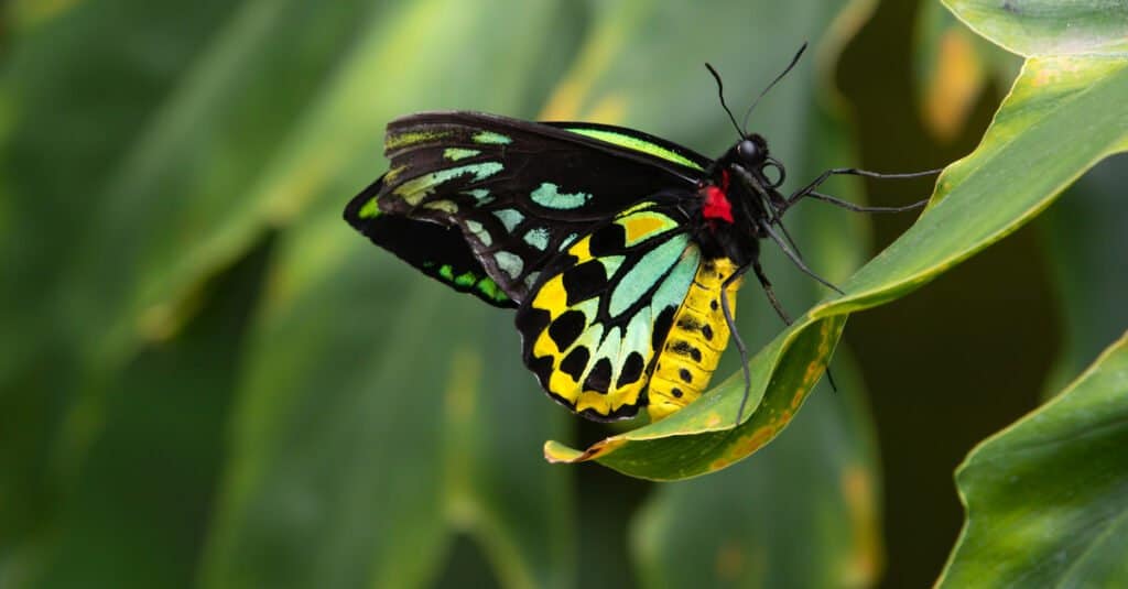 close up of a Queen Alexandras Birdwing with wings closed