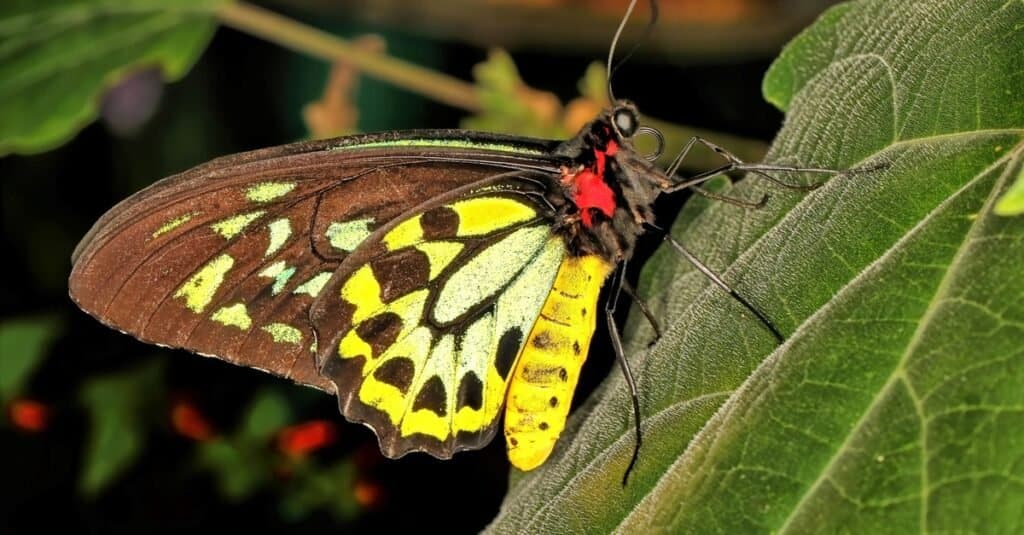 rare butterflies of the world