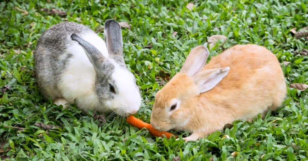 กระต่ายกินอะไร
