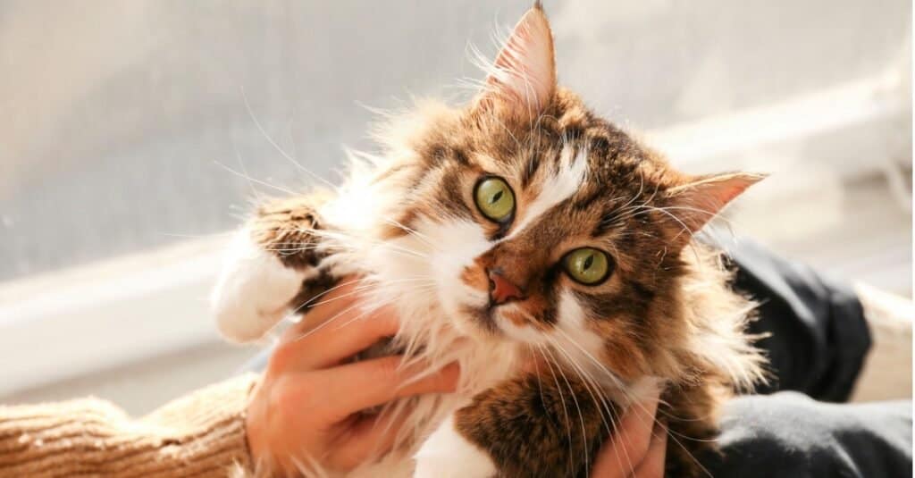 Ragamuffin sitting on a woman's lap