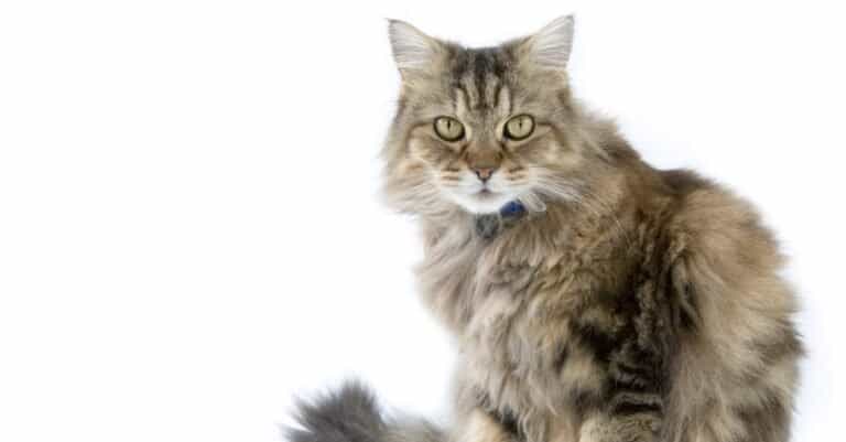 Fluffy ragamuffin cat in the studio, isolated on white background.