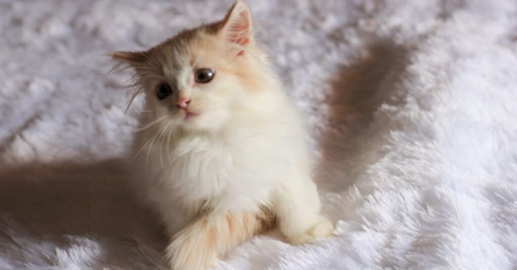 A cute Ragamuffin kitten playing on the bed.