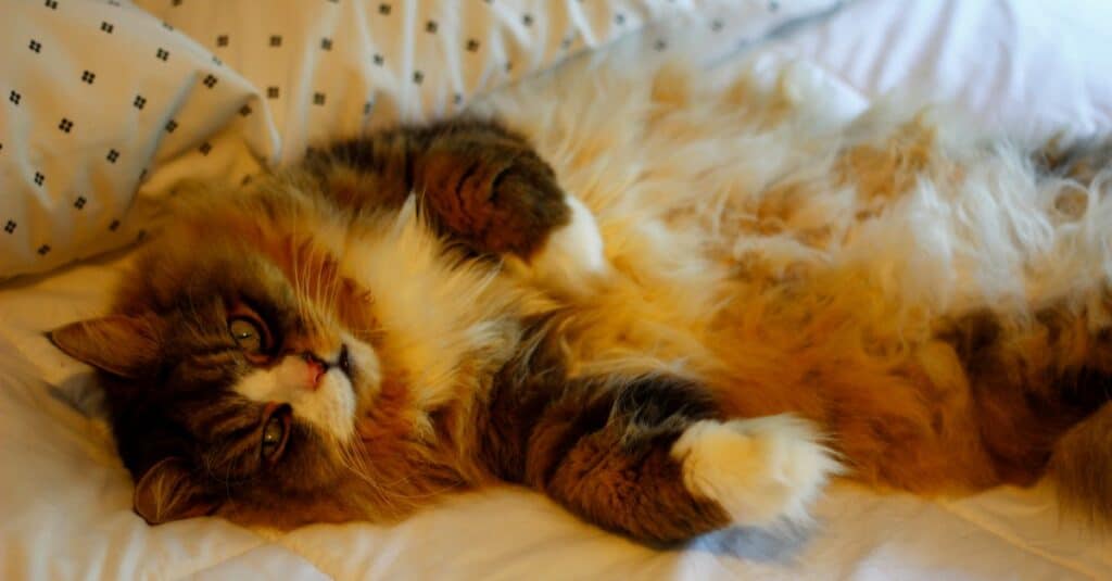 Ragamuffin cat sleeping on a bed with white sheets.