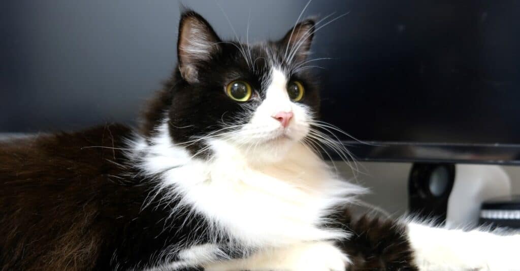 Ragamuffin cat Lying on its stomach.