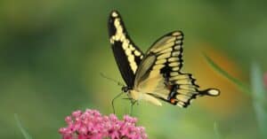 Raising Butterflies: How To Get Started Today Picture