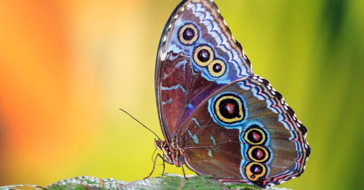real colorful butterflies