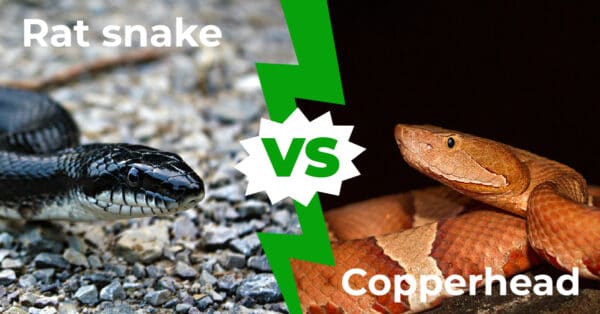 Rat Snake vs Copperhead: 7 Key Differences Explained - A-Z Animals