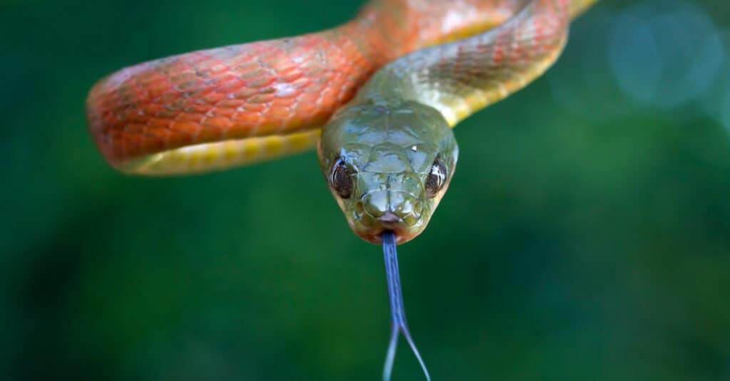 Red Boiga snake