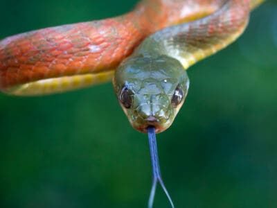 A Why Do Snakes Eat Themselves?