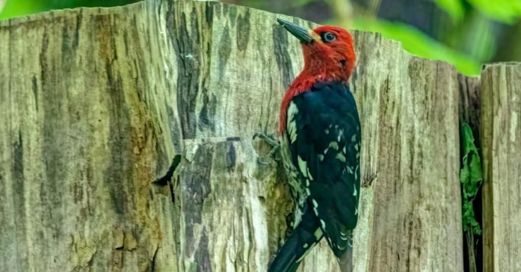 Birds with red chests: Red-Breasted Sapsucker