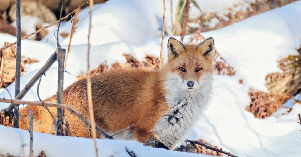 Fox Animal Facts  Vulpes vulpes - AZ Animals