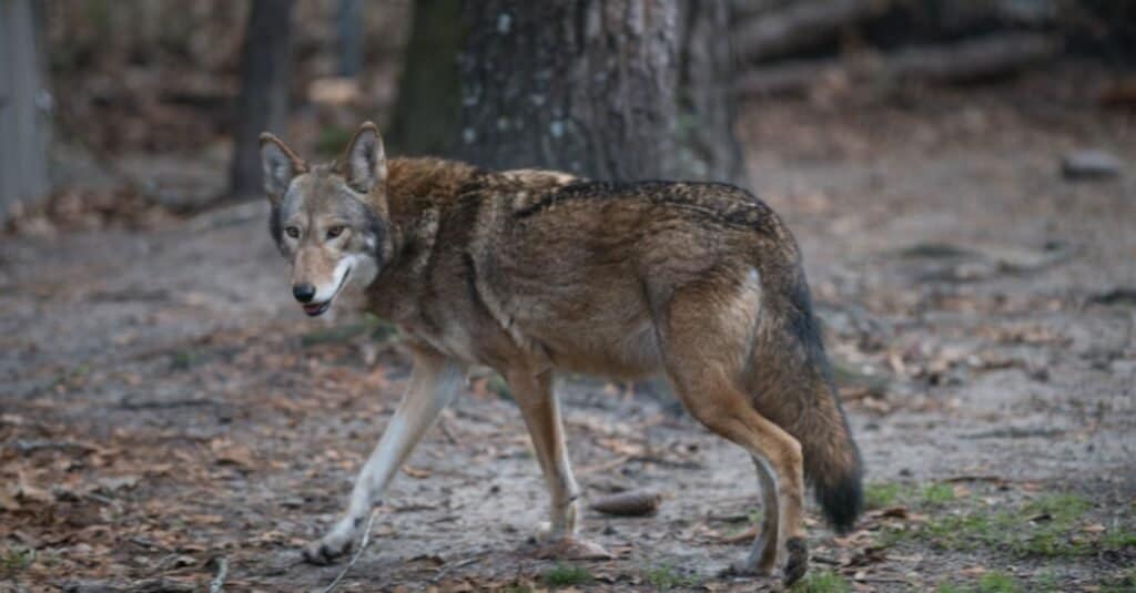 Types of Wild Dogs