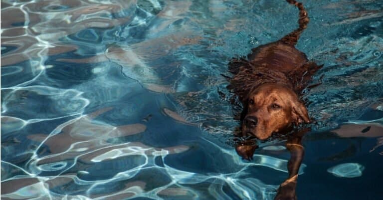 Redbone Coonhound swimming in the pool
