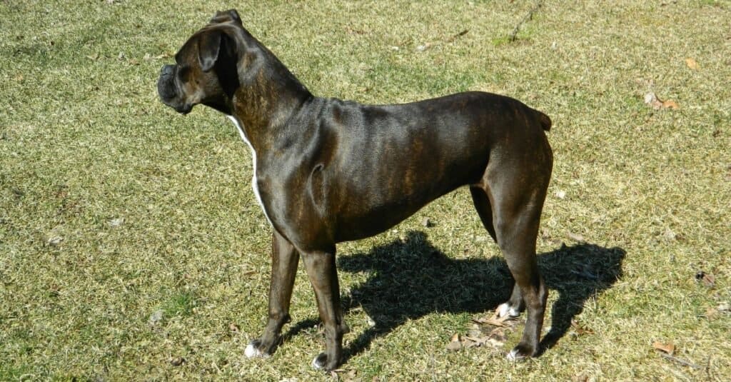 reverse brindle boxer side view