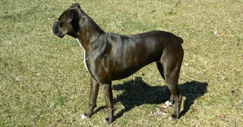 what is a reverse brindle mastiff