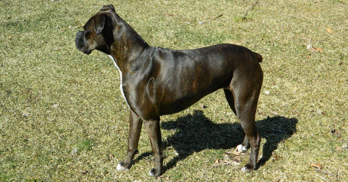 What is a Reverse Brindle Dog? (with Examples) - A-Z Animals