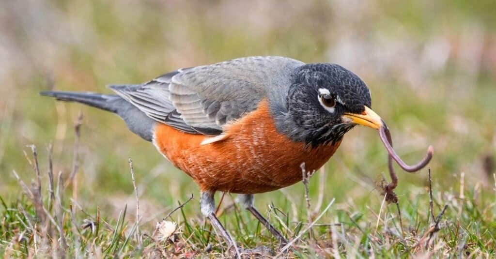 what robins eat