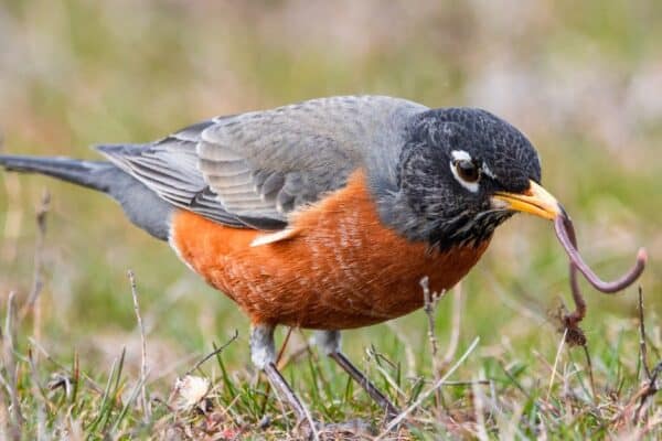 American robins feature long, round bodies and dark heads, grayish-brown streaky plumage above, and warm orange below.
