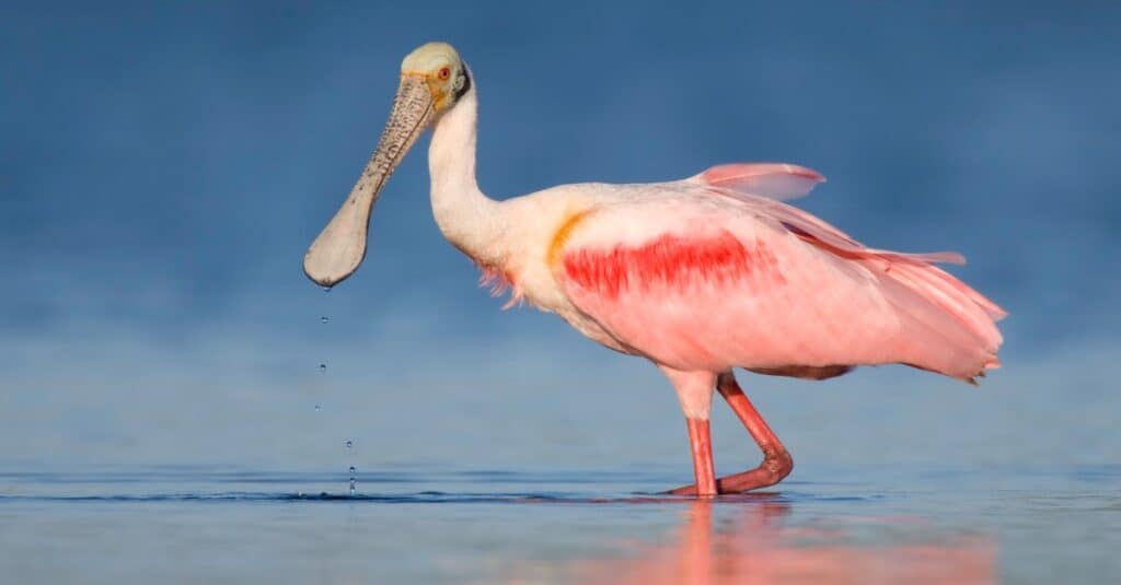 Roseate Spoonbill standing in calm and shallow water
