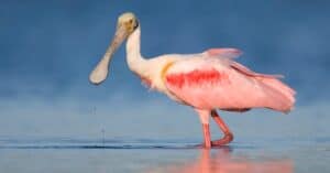 10 Incredible Roseate Spoonbill Facts Picture