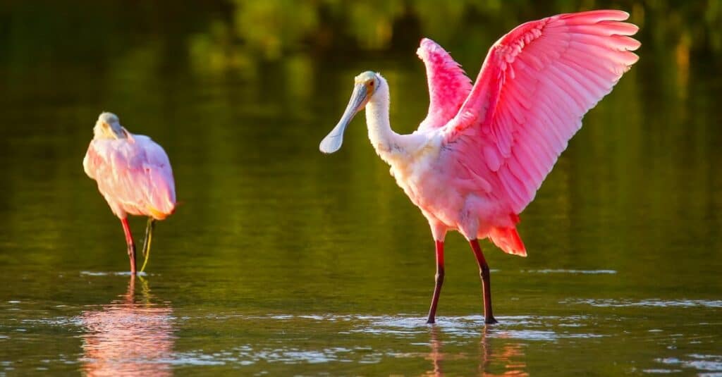 Birds with long necks: Roseate Spoonbill