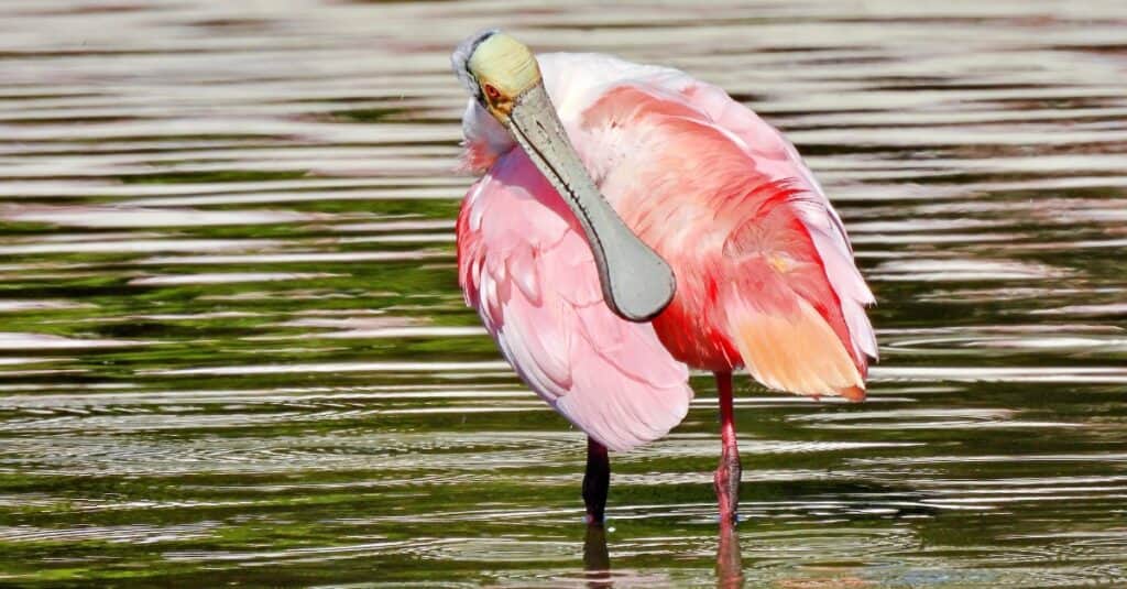 Roseate Spoonbill scratching under wing