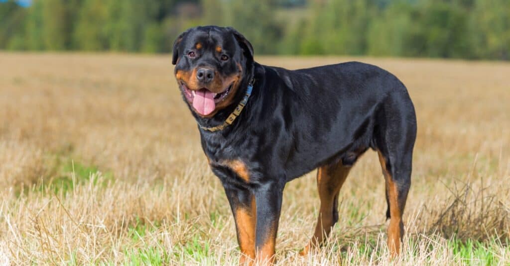 Rottweiler standing in field with tongue out