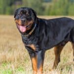 The Rottweiler was originally bred to herd livestock and pull carts. 