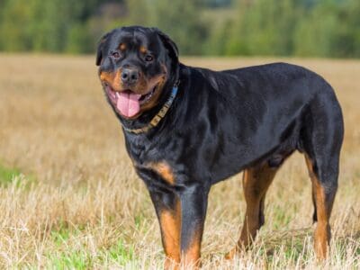 A Rottweiler Quiz: What Do You Know?