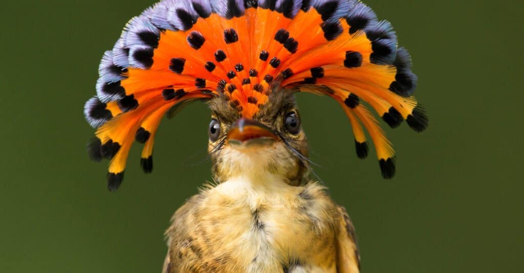 Birds with mohawks: Royal Flycatcher