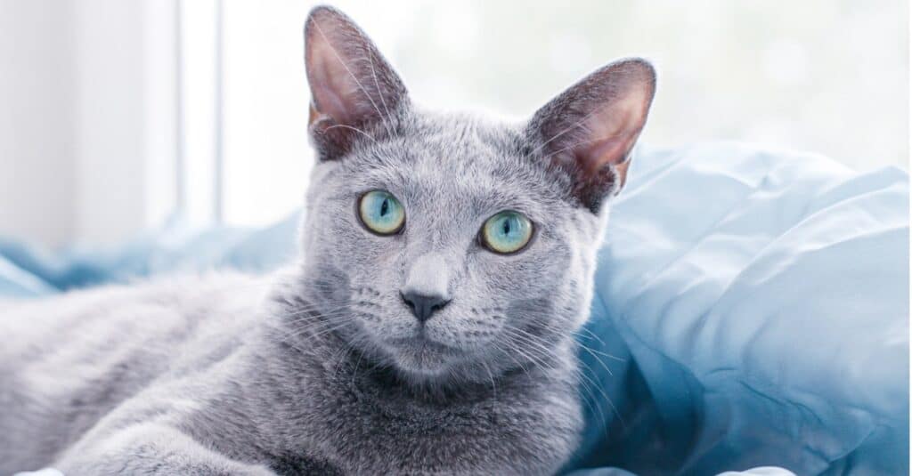 Russian Blue laying in the sheets