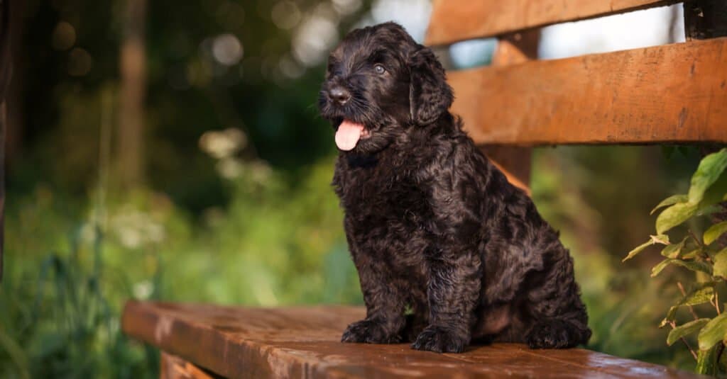Black Russian Terrier sitting outside on bench with tongue out
