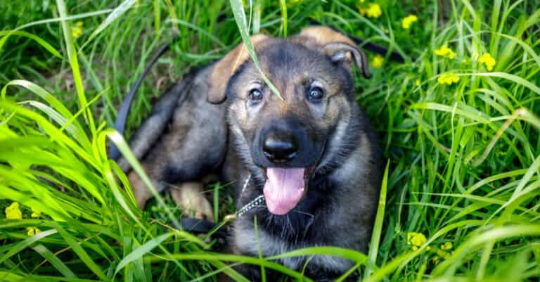 Sable Black German Shepherd puppy laying in grass