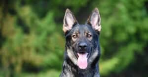 close up of a Sable Black German Shepherd