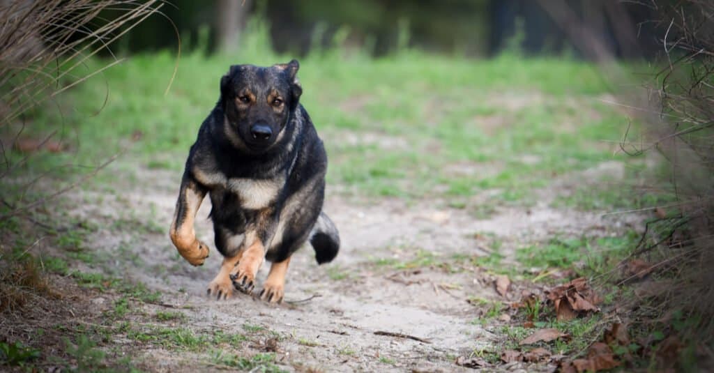 Sable Black German Shepherd running