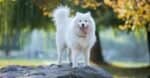 Samoyed standing on top of rock