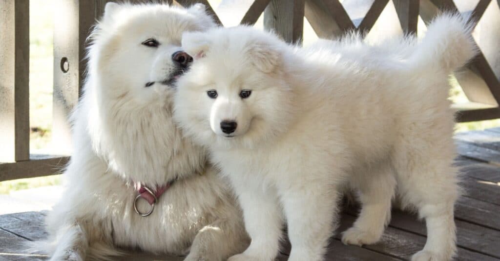 Samoyed mom and pup